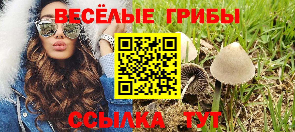 Курчалой  Галлюциногенные грибы Psilocybe  Вход с VPN  Псилоцибиновые грибы мухоморы 